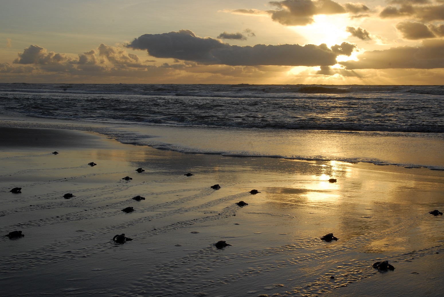 Banner 2 - ONG Evaristo Natureza