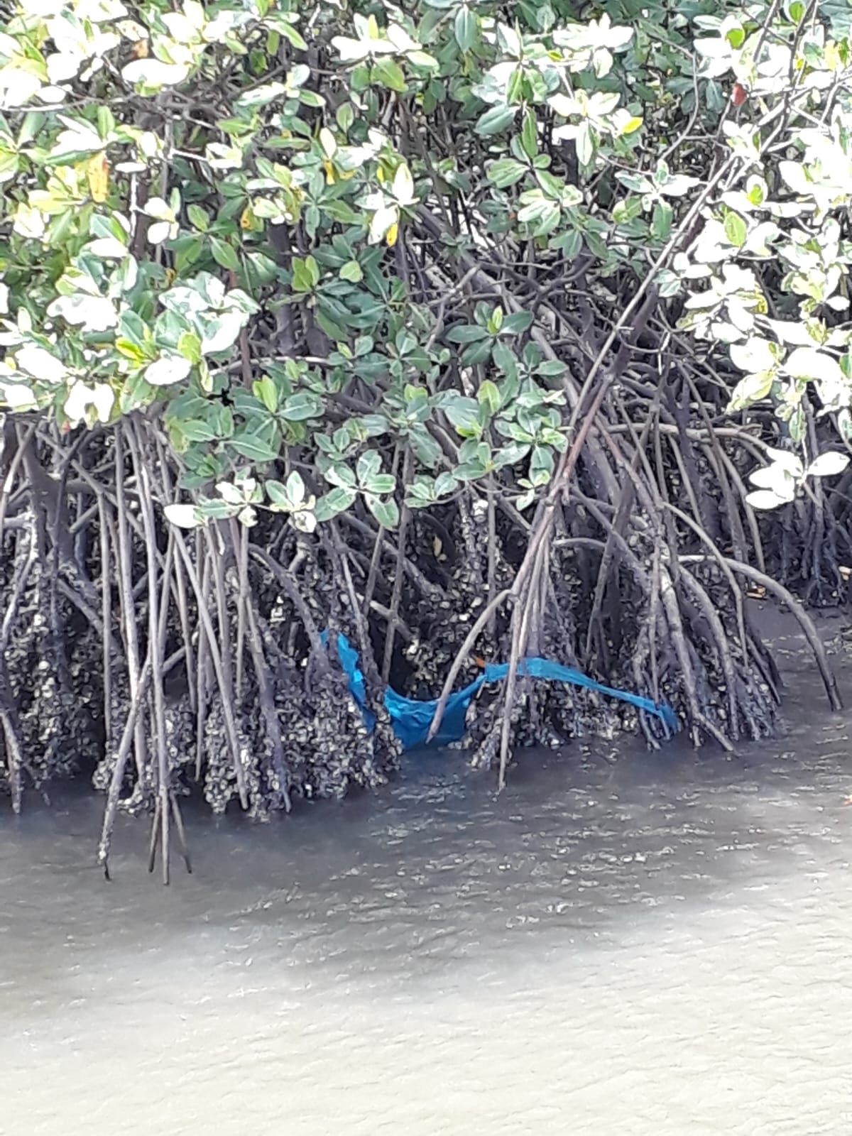 Projetos sustentáveis